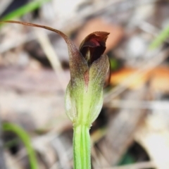 Pterostylis pedunculata at Paddys River, ACT - 12 Oct 2022