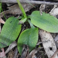 Pterostylis pedunculata at Paddys River, ACT - 12 Oct 2022