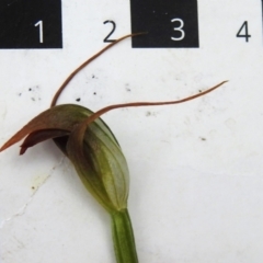 Pterostylis pedunculata at Paddys River, ACT - 12 Oct 2022