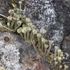 Cladonia sp. (genus) (Cup Lichen) at Tidbinbilla Nature Reserve - 12 Oct 2022 by SWishart