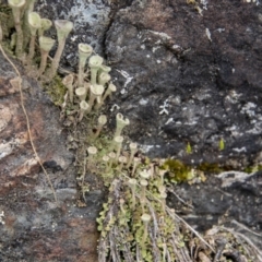 Cladonia sp. (genus) at Paddys River, ACT - 12 Oct 2022 11:38 AM