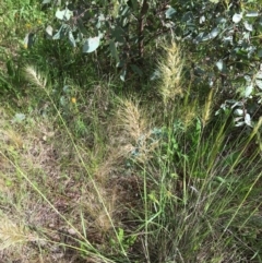 Austrostipa sp. (A Corkscrew Grass) at Yarralumla, ACT - 7 Nov 2021 by grakymhirth@tpg.com