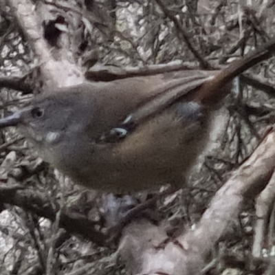 Sericornis frontalis (White-browed Scrubwren) at Bungendore, NSW - 13 Oct 2022 by clarehoneydove