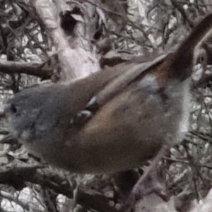 Sericornis frontalis at Bungendore, NSW - 13 Oct 2022 05:48 PM