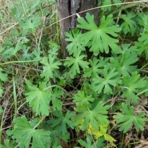 Geranium solanderi var. solanderi at Bungendore, NSW - 13 Oct 2022