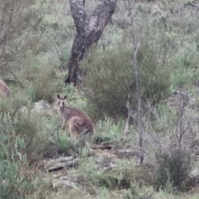 Macropus giganteus (Eastern Grey Kangaroo) at Bungendore, NSW - 13 Oct 2022 by clarehoneydove