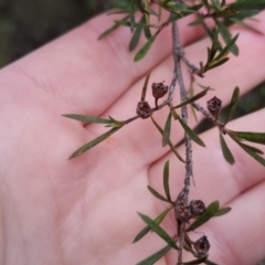 Kunzea ericoides (Burgan) at Bungendore, NSW - 13 Oct 2022 by clarehoneydove