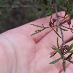 Kunzea ericoides at Bungendore, NSW - 13 Oct 2022 05:37 PM