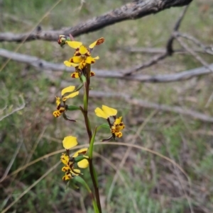 Diuris pardina at Bungendore, NSW - suppressed