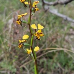 Diuris pardina at Bungendore, NSW - suppressed