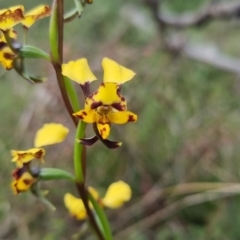 Diuris pardina at Bungendore, NSW - suppressed