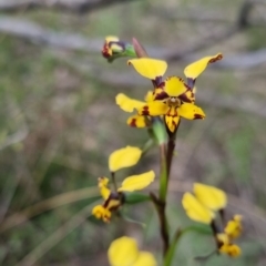 Diuris pardina at Bungendore, NSW - suppressed