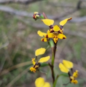 Diuris pardina at Bungendore, NSW - suppressed