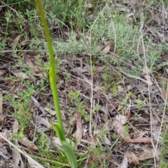 Diuris pardina at Bungendore, NSW - suppressed