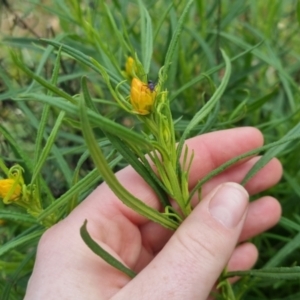 Xerochrysum viscosum at Bungendore, NSW - 13 Oct 2022