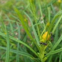 Xerochrysum viscosum at Bungendore, NSW - 13 Oct 2022