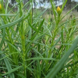 Xerochrysum viscosum at Bungendore, NSW - 13 Oct 2022