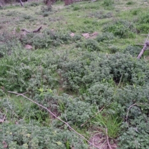 Marrubium vulgare at Bungendore, NSW - 13 Oct 2022