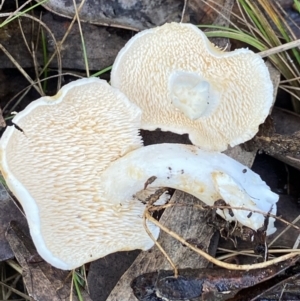 Hydnum 'repandum group' at Bango, NSW - 20 May 2022