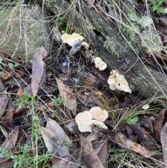 Hydnum 'repandum group' at Bango, NSW - 20 May 2022