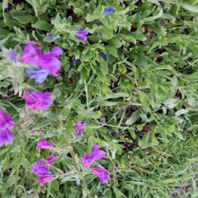 Echium sp. (Paterson's Curse or Viper's Bugloss) at Bungendore, NSW - 13 Oct 2022 by clarehoneydove