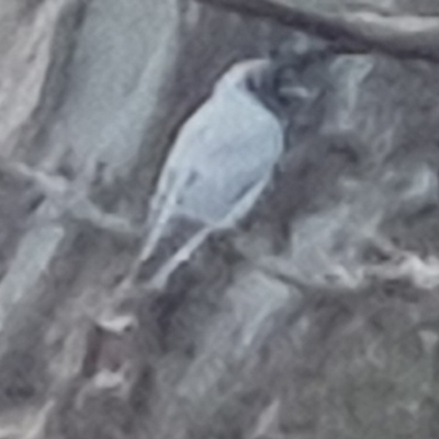 Coracina novaehollandiae (Black-faced Cuckooshrike) at Bungendore, NSW - 13 Oct 2022 by clarehoneydove