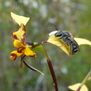 Lasioglossum (Chilalictus) sp. (genus & subgenus) at Coree, ACT - 13 Oct 2022