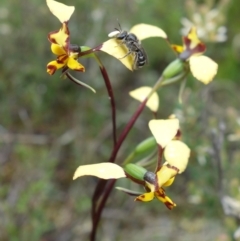 Lasioglossum (Chilalictus) sp. (genus & subgenus) at Coree, ACT - 13 Oct 2022