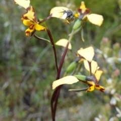 Lasioglossum (Chilalictus) sp. (genus & subgenus) at Coree, ACT - 13 Oct 2022