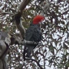 Callocephalon fimbriatum (Gang-gang Cockatoo) at Lyons, ACT - 12 Oct 2022 by jmcleod