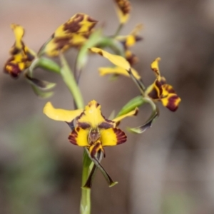 Diuris pardina at Coree, ACT - suppressed