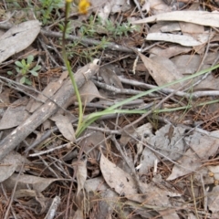 Diuris pardina at Coree, ACT - 30 Sep 2022