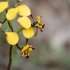 Diuris pardina at Coree, ACT - suppressed