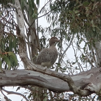 Chenonetta jubata (Australian Wood Duck) at Lyons, ACT - 12 Oct 2022 by jmcleod