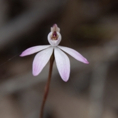 Caladenia fuscata (Dusky Fingers) - 1 Jan 1900 by SWishart