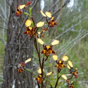 Diuris pardina at Coree, ACT - suppressed