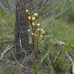 Diuris pardina at Coree, ACT - suppressed