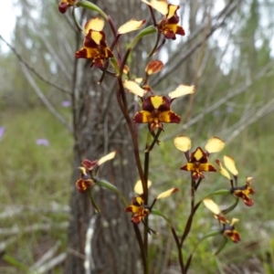 Diuris pardina at Coree, ACT - suppressed