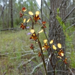 Diuris pardina at Coree, ACT - 13 Oct 2022