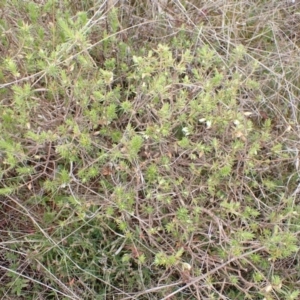 Melichrus urceolatus at Murrumbateman, NSW - 13 Oct 2022