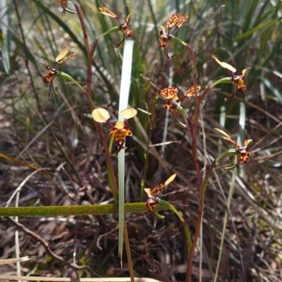 Diuris pardina (Leopard Doubletail) at Kaleen, ACT - 3 Oct 2022 by Kym