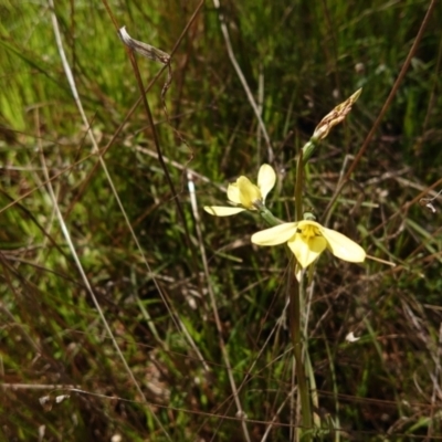 Diuris chryseopsis (Golden Moth) at Kaleen, ACT - 3 Oct 2022 by Kym