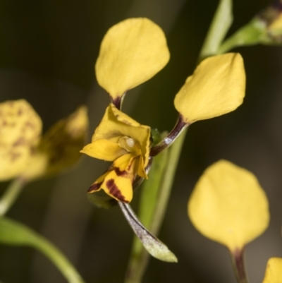 Diuris nigromontana (Black Mountain Leopard Orchid) at Bruce, ACT - 10 Oct 2022 by AlisonMilton