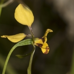 Diuris nigromontana at Bruce, ACT - suppressed