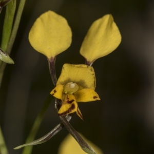 Diuris nigromontana at Bruce, ACT - suppressed