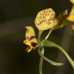 Diuris nigromontana at Bruce, ACT - suppressed