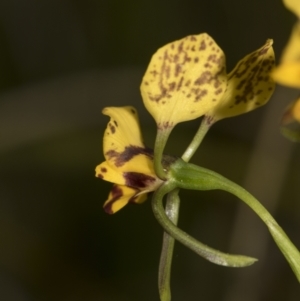 Diuris nigromontana at Bruce, ACT - suppressed