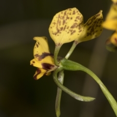 Diuris nigromontana at Bruce, ACT - suppressed