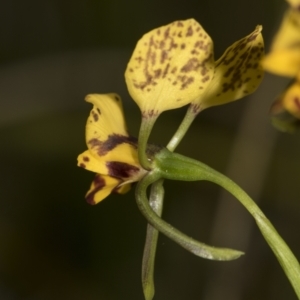 Diuris nigromontana at Bruce, ACT - suppressed