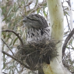 Podargus strigoides (Tawny Frogmouth) at Evatt, ACT - 11 Oct 2022 by AlisonMilton